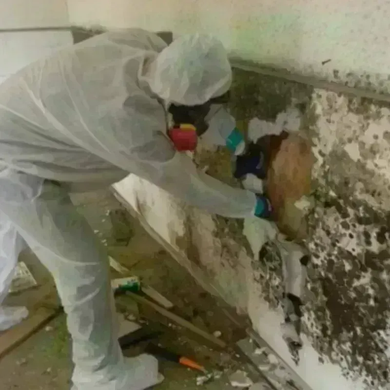 Mold Remediation and Removal in Fort Polk North, LA